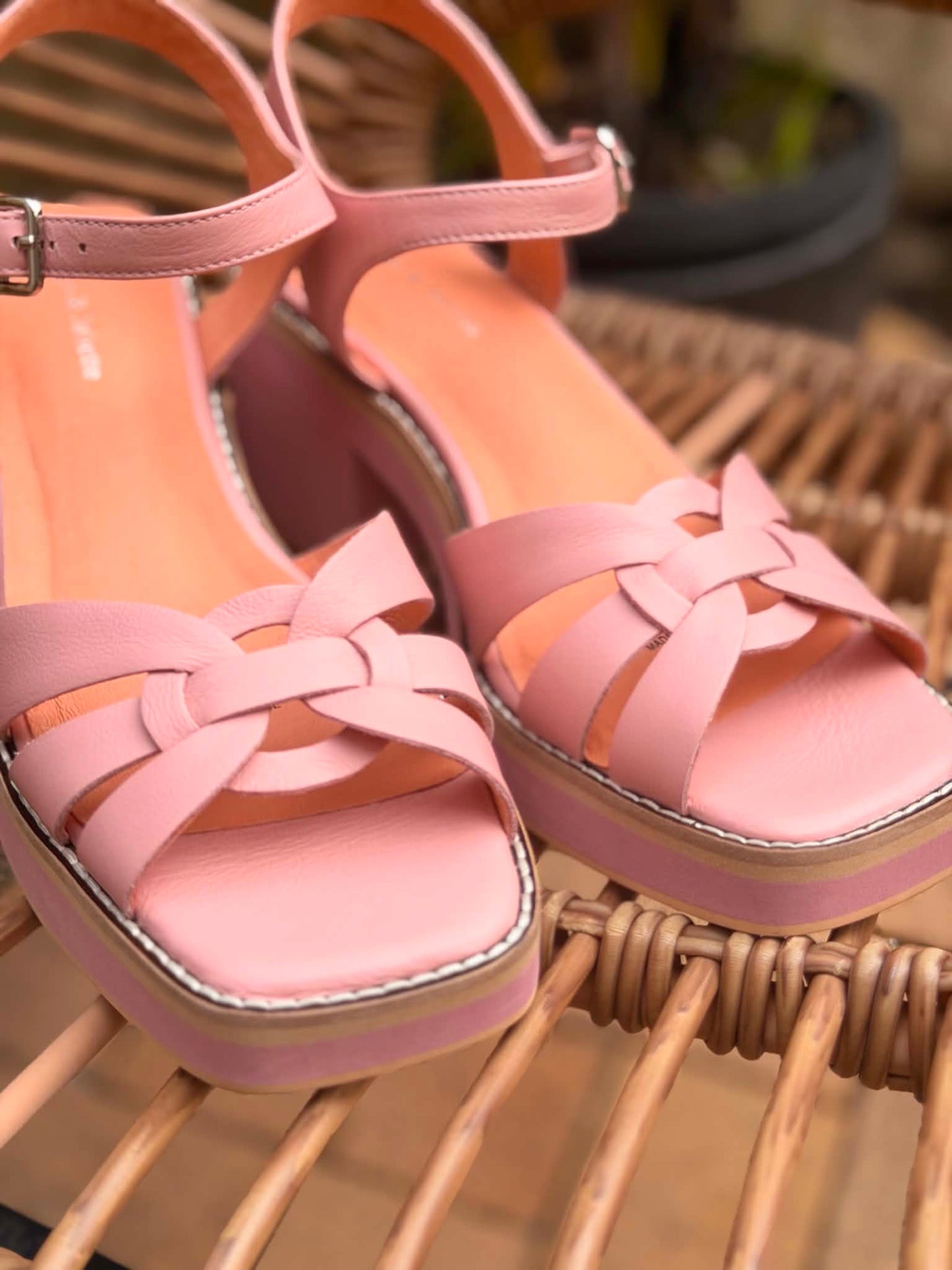Jadera - Pretty Pink